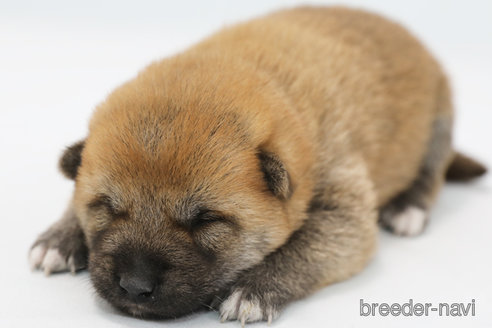 成約済の神奈川県の柴犬-351655の4枚目